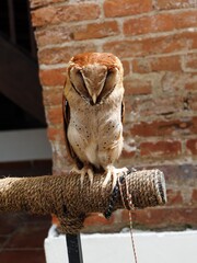 An owl perched on a perch. This animal is nocturnal and wild, and is commonly kept by farmers to control rodents in their fields.