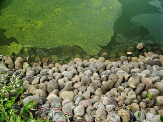 Vibrant green algae bloom covering the surface of polluted river water, meeting a rocky, stone embankment. A stark visual of environmental issues.