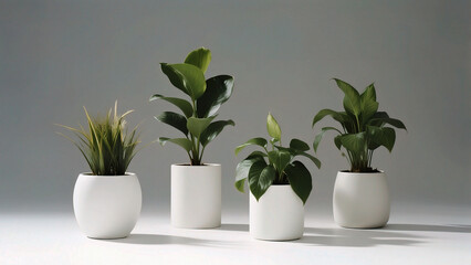 Obraz premium Potted plants in white pots against gray background