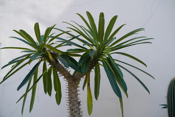 Obraz premium Unique succulent tree with slender leaves and spiky trunk against a plain white background creating a striking visual contrast in a serene environment