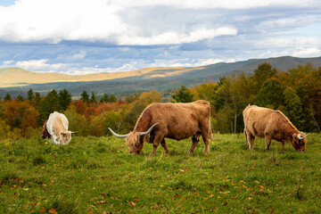 Highlands Cows in countryside