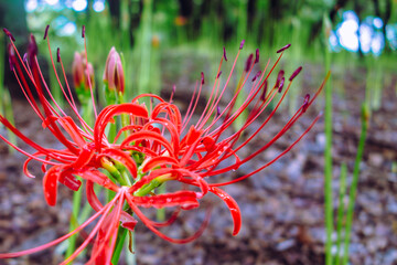 御嶽山自然の森公園　彼岸花と水滴1ー31