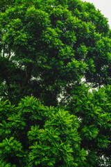 Dense, Lush Green Tropical Tree Canopy Against a Bright Sky