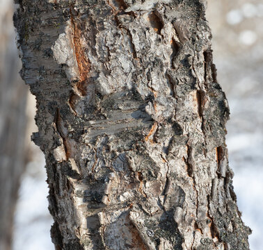 Closeup of the Bark of a Black Cherry Tree aka Prunis Serotina
