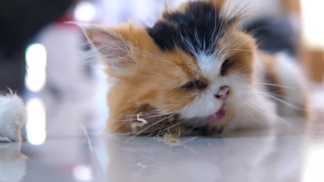 4K close-up of a fluffy Persian cat softly licking an Indian acalypha plant, capturing natural feline behavior, delicate fur texture, and a calm interaction with greenery