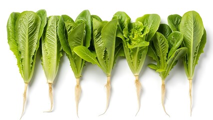 Row of fresh green romaine lettuce with roots on white background.