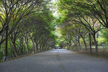 Tree tunnel path in early autumn
