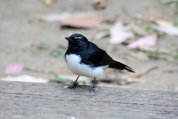 Willie wagtail bird standing on a wooden surface