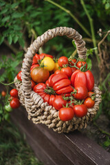 Vibrant red tomatoes fill a handwoven basket, resting on a garden bed. The scene captures the joy of harvesting vegetables in a lush green garden in the late summer.