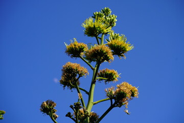 Beautiful flowering plant against bright blue sky showcasing vibrant colors and intricate details of nature's flora and stunning, sunny background