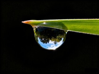 Water drop on grass blade mirrors sky and trees, glistening.
