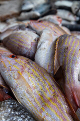 Close up of fresh raw whole lane snappers with pink bodies and yellow stripes on a market