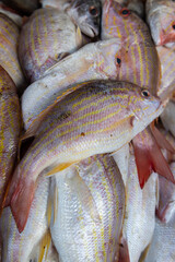 Close up of fresh raw whole lane snappers with pink bodies and yellow stripes