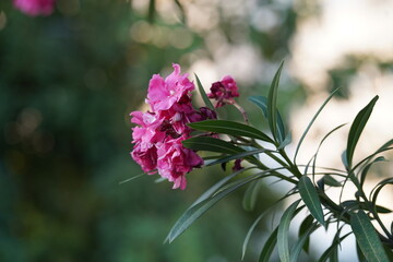 Vibrant Pink Flowers with Lush Green Leaves Set Against a Soft Blurred Background in Natural Outdoor Lighting