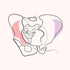 Human hip bone  one line drawing. Human hip bone  single line illustration. Human hip bone  minimalist line art