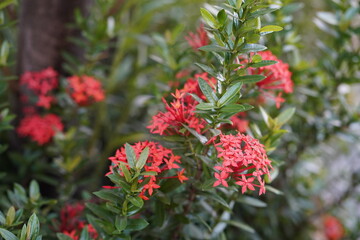 Obraz premium Vibrant Red Flowers in a Lush Green Garden Setting, Showcasing Nature's Beauty and the Intricate Details of Blooms Against a Soft Background