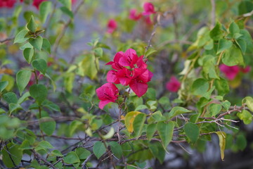 Vibrant Bougainvillea Flowers Blooming Amidst Lush Green Foliage in a Warm Sunlit Environment