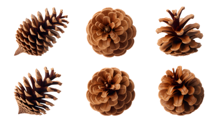 Six detailed pine cones in various orientations showcasing their natural texture and form isolated on transparent background