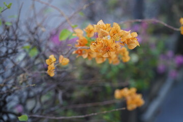 Vibrant Orange Bougainvillea Flowers Blossoming Amidst Natural Greens in a Soft Blurry Background of Garden Beauty