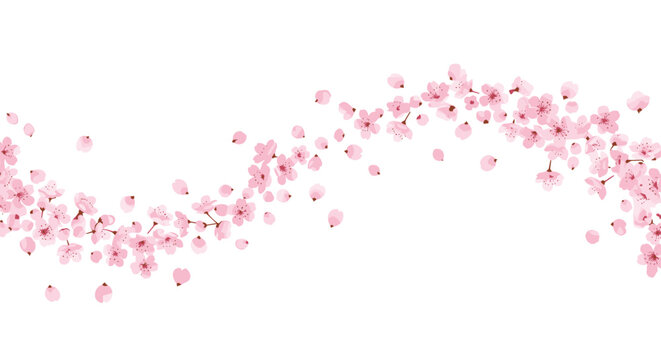 Delicate pink cherry blossom branches gracefully curve across a white background with falling petals.
