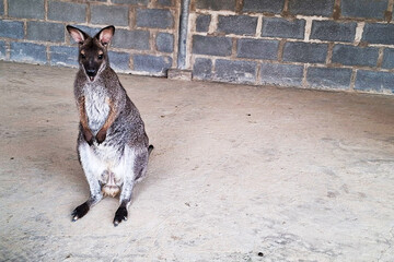 A Young Wallaby Stands Upright On Its Hind Legs In An Enclosure With A Brick Wall Background