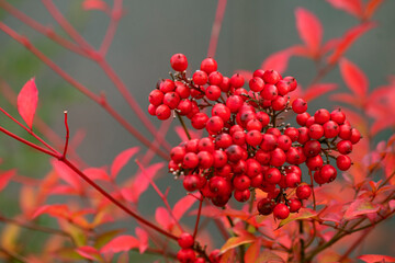 그라데이션이 아름다운 빨강색 단풍열매