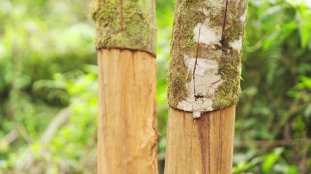 closeup, cinnamon or cassia tree, cinnamomum burmani, with harvested bark in west sumatra forest or plantation, indonesia, southeast asia, static shot