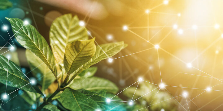 Green plant leaves enhanced with digital glowing network lines, symbolizing sustainable technology, eco-innovation, biotechnology, green energy solutions, and the merging of nature 