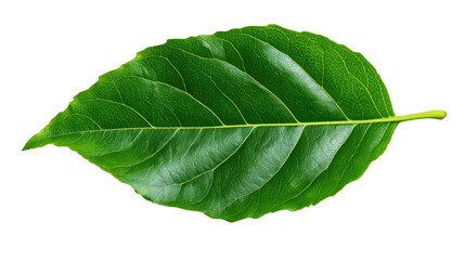 Obraz premium Green leaf, transparent background, crisp natural edges, detailed leaf veins