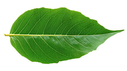 Obraz premium Green leaf, transparent background, crisp natural edges, detailed leaf veins
