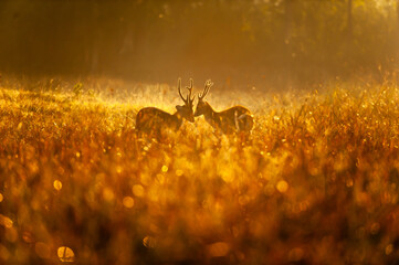 Males of the Hog Deer fighting for mating rituals in the grassland.