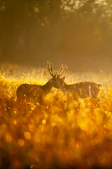 Males of the Hog Deer fighting for mating rituals in the grassland.