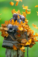 Close-up swarms of Small Leopard Butterflies feeding on a hiking shoe.