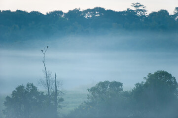 A couple of Large Cuckooshrikes mating on the tree in the morning mist.