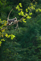 A Phayre’s leaf monkey leaping between trees during sunset.