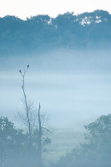 A couple of Large Cuckooshrikes mating on the tree in the morning mist.