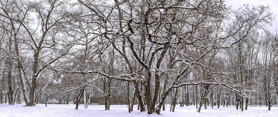 old tree with twisted branches in winter park, covered by snow during a snowfall. panoramic view.