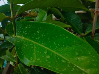 green leaf with water drops