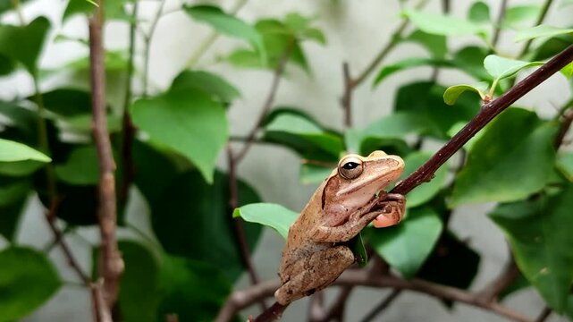 Chunam tree frog or Indian tree frog (Polypedates maculatus). which perches on tree branches and among green leaves.