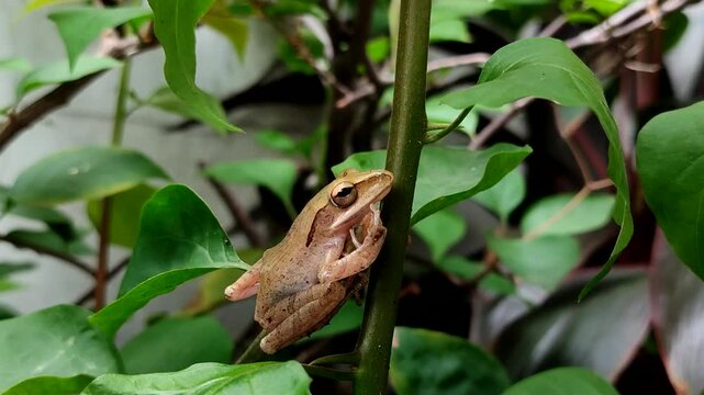 Chunam tree frog or Indian tree frog (Polypedates maculatus). which perches on tree branches and among green leaves.