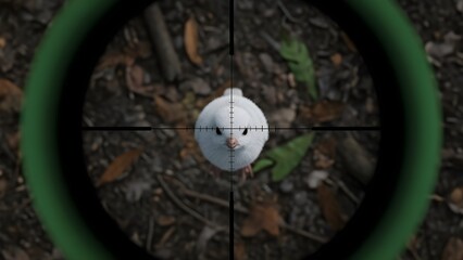 Hunter s aim through rifle scope targeting a white bird in forest