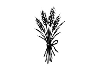 Wheat hand drawn simple sketch vector illustration