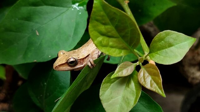 Chunam tree frog or Indian tree frog (Polypedates maculatus). which perches on green leaves