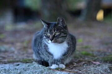 Naklejka premium Calm Tabby Cat Sitting Outdoors