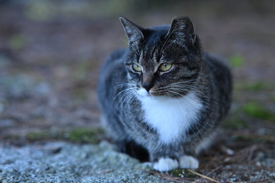 Alert Tabby Cat Looking Sideways Outdoors