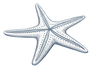starfish ,illustration outline isolated on white background