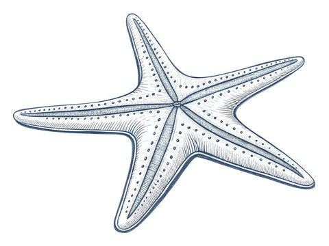 starfish ,illustration outline isolated on white background