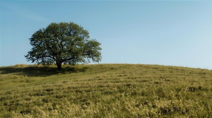 Isolated Tree on a Dry Grassy Hill Under Blue Sky