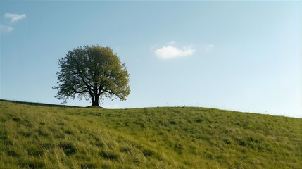 Single Tree Cresting a Green Grassy Hill