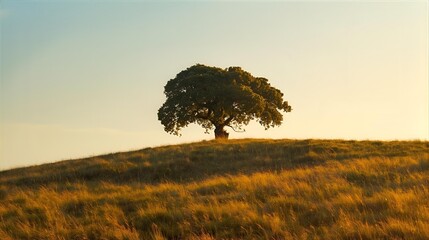 Solitary Tree at Sunset on a Golden Hill